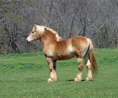 Лошади тяжеловозы: породы, их фото и описание Богатырские лошади России