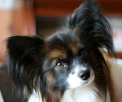 Папильон — порода собак: описание и фото