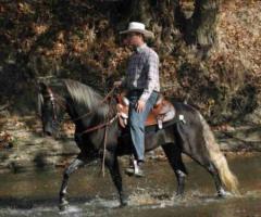 Лошадь Скалистых гор (Rocky Mountain Horse): фото, описание, история происхождения