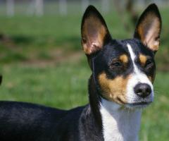 Basenji - description of the breed, characteristics, care, photo of the Basenji - an African non-barking dog and much more