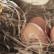 توقف الدجاج عن وضع البيض في الصيف - الأسباب الرئيسية
