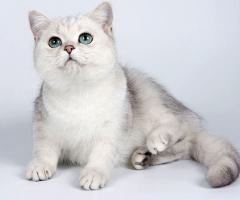 Chinchilla cat: photo and video, price, breed description, character