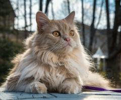 İran kedisi: fotoğraf, cins tanımı, karakter, video, fiyat - Kediler ve kediler hakkında Murkote