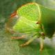 Cicada - një insekt me një zë të bukur