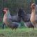 سلالة دجاج الأراوكانا: وصف الطيور التي تضع بيضًا ملونًا