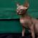 Macet Sphynx pa flokë: Donskoy dhe kanadeze - foto, çmimi, kotele