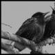 Μαντεία σε φτερά: αναλύουμε σημάδια για το αηδόνι, τον δρυοκολάπτη και άλλα πουλιά