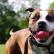 American Pit Bull Terrier - φίλος ή εχθρός;