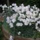 Снимка и описание на градинско многогодишно засаждане и грижа за цвете карамфил