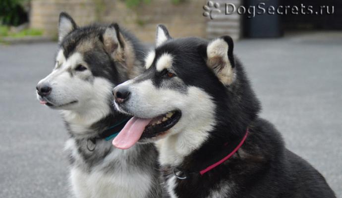 Detailed description of the Malamute breed
