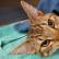 Kastrimi i maceve: përgatitja, zbatimi dhe kujdesi pas operacionit