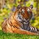 Ku jetojnë tigrat - tiparet e specieve të tigrave dhe përshkrimi i tij