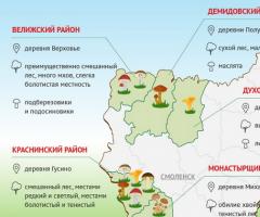 Μανιτάρια μελιού στο Kuban: τα μέρη με τα περισσότερα μανιτάρια Ποια βρώσιμα μανιτάρια φυτρώνουν στο Kuban