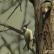 Πράσινο πουλί σαν δρυοκολάπτης.  Πράσινος δρυοκολάπτης (λατ. Picus viridis).  Χαρακτηριστικά και βιότοπος του πράσινου δρυοκολάπτη