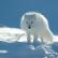 Dhelpra Arktike (Dhelpra Arktike) Kush e ha dhelprën e Arktikut