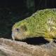 Kakapo parrot - ภาพถ่ายและคำอธิบายของสัตว์ - สัตว์โลก นกแก้วที่หนักที่สุดในนิวซีแลนด์