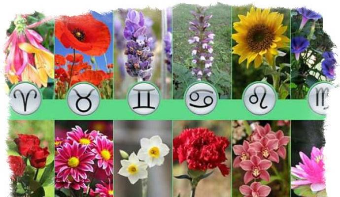 Какие комнатные цветы предназначены и противопоказаны разным знакам зодиака?