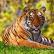 Πού ζουν οι τίγρεις - χαρακτηριστικά του είδους της τίγρης και η περιγραφή του