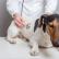 التهاب البنكرياس في الكلاب: تحديد الأسباب واتباع نظام غذائي