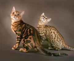 Бенгалска котка с цвят на леопард: характер и описание на породата, колко струва едно коте