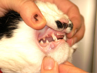 Как открыть рот кошке. Плоскоклеточная карцинома у кота во рту.