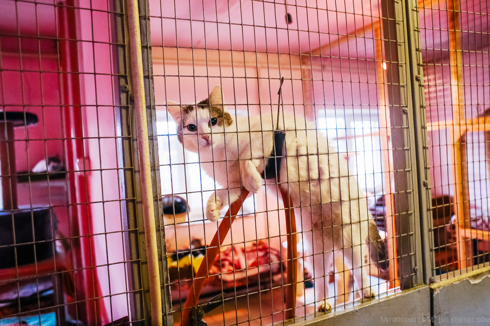 Приют в японии для животных. Собачий приют. Муниципальный приют для бездомных животных екатеринбург посадская. Приют для собак булычево чеховский район. Как создать приют для бездомных животных.