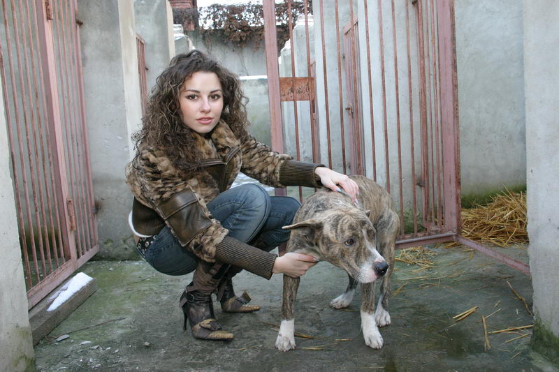 Comment Ouvrir Un Refuge Pour Animaux Refuge Pour Animaux