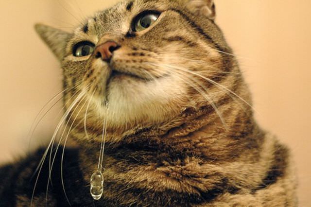 Почему у кота текут слюни как капли прозрачной воды